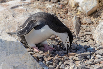 Chinstrap penguin on the beach in Antarctica