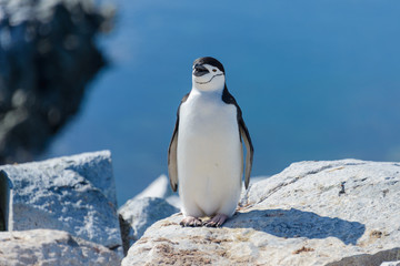 Fototapeta premium Chinstrap penguin on the beach in Antarctica
