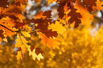 Naklejka na ściany i meble Red oak tree autumn foliage background. Orange yellow brown leaves, sunny day park scene. Macro view, shallow depth of field