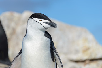 Chinstrap penguin close up