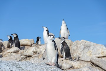 Obraz premium Chinstrap penguin on the beach in Antarctica