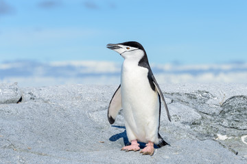Obraz premium Chinstrap penguin on the beach in Antarctica