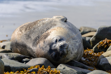 Leopard seal on beach in Antarctica
