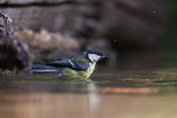 Cinciallegra fa il bagno nel fiume (Parus major)