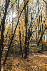 beautiful autumnal forest with yellow trees on sunny day