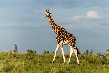 Giraffe in Murchison National Park, Uganda, Pearl of Africa