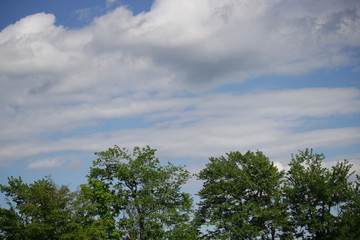 Fototapeta premium Treeline against sky