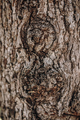 Wood Knots