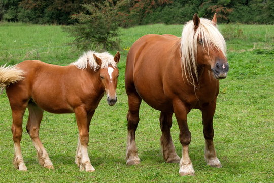 chevaux Comtois