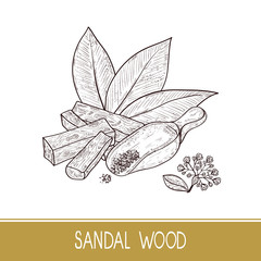 Sandal wood. Leaf, flower. Powder, bacillus, spoon. Monochrome. Sketch. On a white background.
