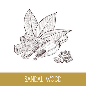 Sandalwood Sketch Images – Browse 341 Stock Photos, Vectors, and