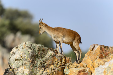 Mountain Goat in the natural area near the towns of Riolid and Salobre, Albacete, Spain.