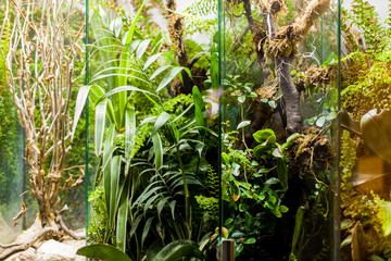 Planzen in Arten unterteilt. Plant species subdivided.