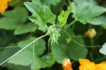 Green pumpkin vine with leaves in garden, closeup view