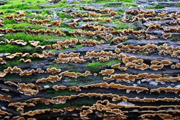 Colorful tree bark with mushrooms and moss close-up.