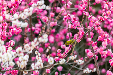 紅白梅とメジロ