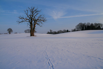 dead tree and animal tracks in the snow in beautiful winter landscape