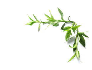 Beautiful green bamboo leaves on white background, top view