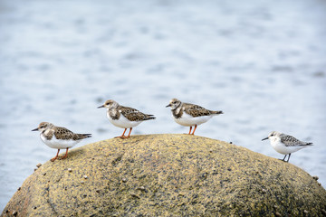 Four Shorebirds on a Rock
