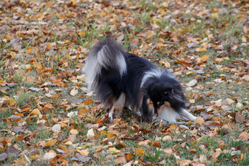 Shetland sheepdog puppy is playing on a autumn meadow. Shetland collie or sheltie. Pet animals.