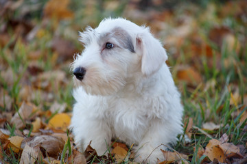Cute sealyham terrier puppy is lying in the autumn foliage. Welsh border terrier or cowley terrier. Two month old.