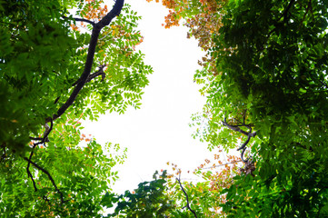 Top view with tree branch and blue sky
