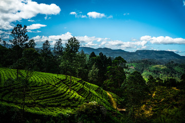 green tea field landscape