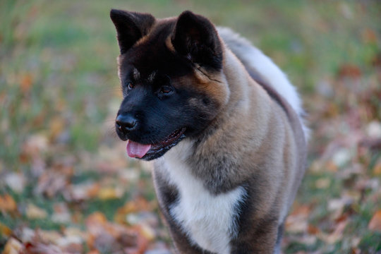 Cute american akita puppy close up. Three month old. Pet animals.