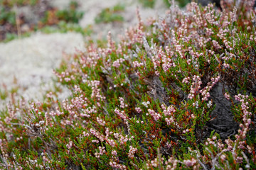 Blooming Heather in the meadow in the mountains