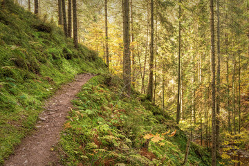 Hiking impression in the Black Forest along the Roetenbach in Autumn, Germany. Magical Autumn Forrest. Colorful Fall Leaves. Romantic Background.