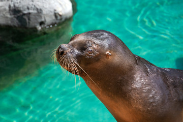 Fototapeta premium closeup of cute sea lion (seal) in the blue water