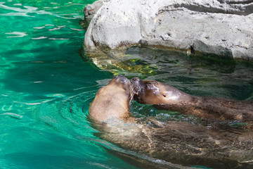 closeup of couple of cute kissing sea lions (seal) in the blue water