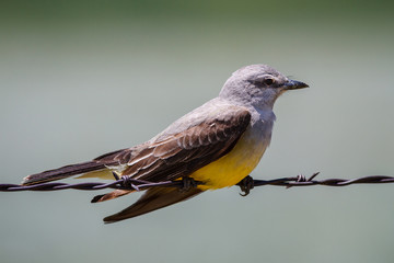 Cassin's Kingbird perched on a barbed wire fence.