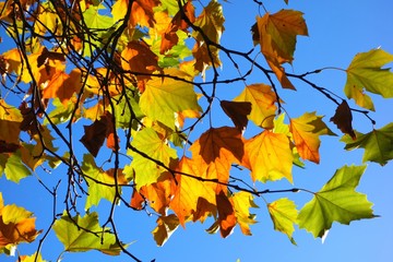Colourful Autumn leaves against a blue sky.