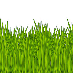 Obraz premium Vetiver. Plant. Leaves, root. Background, wallpaper, seamless. Sketch. Color. Figure horizontally.