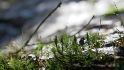 Moss on tree in Forest with snow in Background. Spring is coming