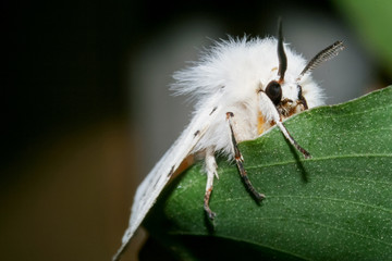 Rare and colorful butterfly in South America