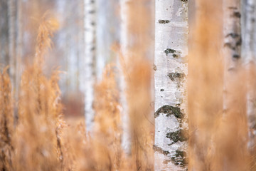 Obraz premium Birch (Betula pendula) tree trunks in autumn forest.