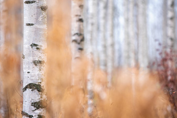 Birch (Betula pendula) tree trunks in autumn forest.