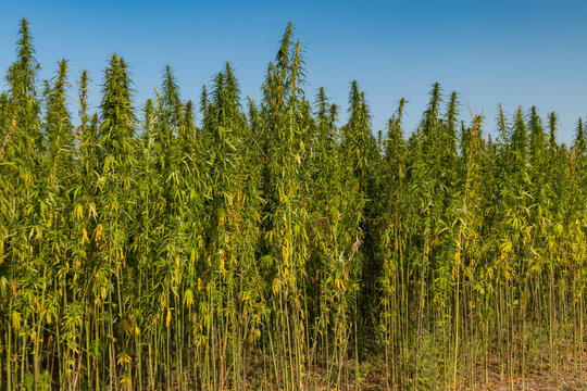Field of green cannabis (marijuana) plants