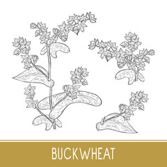 Buckwheat. Plant. Sketch. Monochrome. On a white background. Set