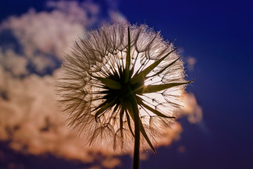 Fototapeta premium piękny kwiat mniszka lekarskiego puszyste nasiona przeciw błękitne niebo w jasnym świetle zachodzącego słońca