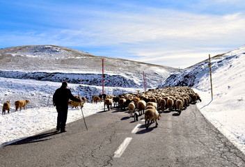 Moutons en transhumance dans les Pyrénées - obrazy, fototapety, plakaty