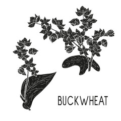 Buckwheat. Plant. Flowers, leaves, stem. Black silhouette on white background.
