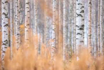 Birch (Betula pendula) tree trunks in autumn forest.
