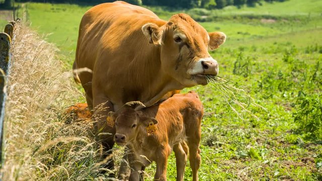 Cute little calf with mother. Grazing cows, closeup