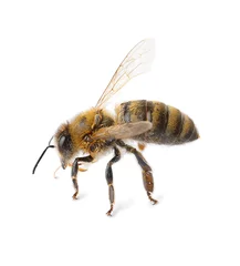Foto op Plexiglas Beautiful honeybee on white background. Domesticated insect © New Africa