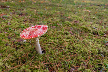 poisonous red amanita mushroom in autumn forest