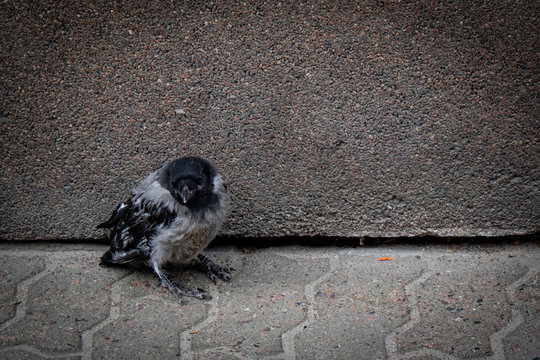 baby crow sitting alone on the street