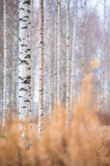 Birch (Betula pendula) tree trunks in autumn forest.